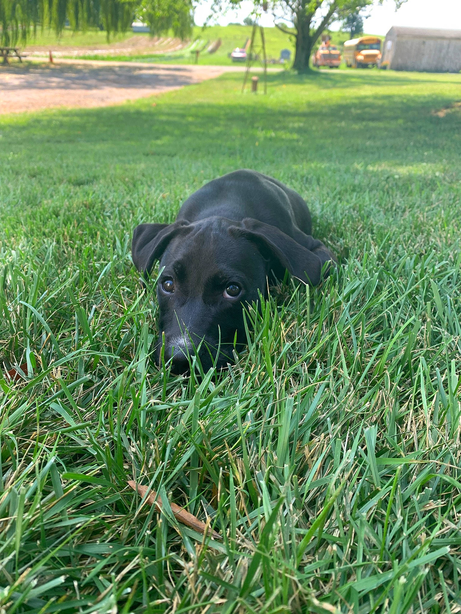 Uzi joined the competition — help win amazing prizes! borador, carnivore, companion_dog, dog, dog_breed, dog_collar, grass, grass_family, grassland, groundcover, gun_dog, herbaceous_plant, hierochloe, lawn, plant, prairie, sporting_group, tail, tree, working_animal