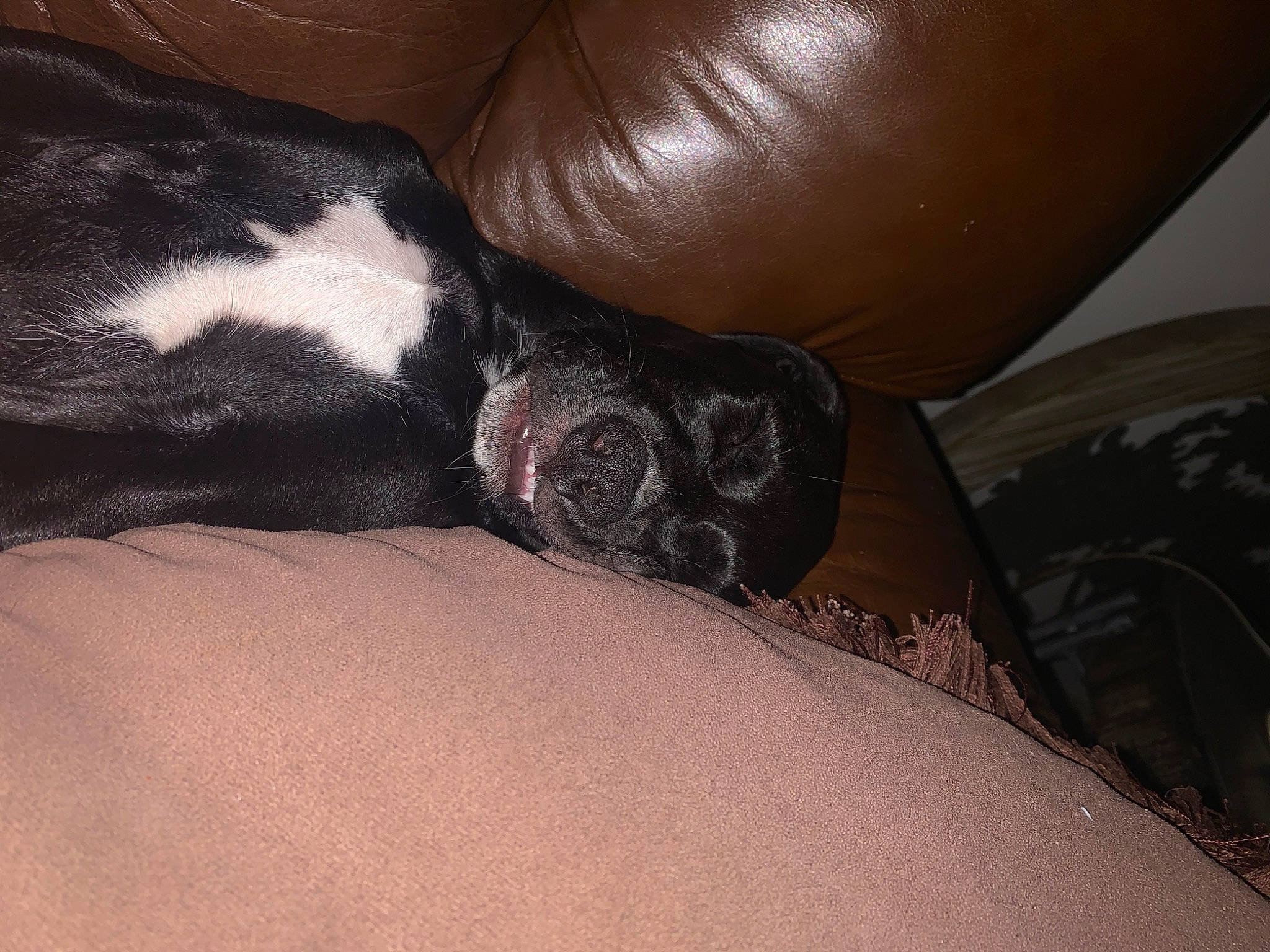 Uzi joined the competition — help win amazing prizes! canidae, carnivore, comfort, companion_dog, couch, dog, dog_breed, fawn, foot, fur, human_leg, nail, nap, paw, snout, sporting_group, tail, terrestrial_animal, whiskers, working_animal