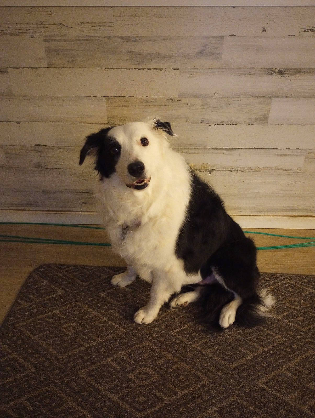 Patches is registered to the contest to win money with this photo: ancient_dog_breeds, canidae, carnivore, companion_dog, dog, dog_breed, flooring, fur, hardwood, herding_dog, non_sporting_group, terrestrial_animal, wood, working_animal, working_dog