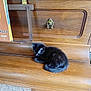 Patoune a rejoint le concours — aidez-le/la à gagner de superbes lots ! animal, black_cat, cozy, cute, domestic, floral_chair, furniture, home, indoor, kitten, pet, piano_bench, quiet, relaxing, resting, sleeping, small_cat, vintage, wood_floor, wooden_piano