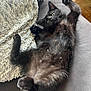 Patoune participe au concours pour gagner de l'argent avec cette photo : animal, black_cat, blanket, couch, cozy, cute, domestic_cat, ears, floor, furry, indoor, kitten, lying_down, paws_up, pet, relaxed, resting, sleepy, soft, whiskers