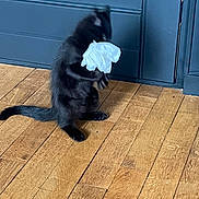 Patoune participe au concours pour gagner de l'argent avec cette photo : animal, black_cat, blue_wall, blur, cat, crumpled_paper, curiosity, domestic_animal, feline, flooring, fur, home, house, indoor, motion_blur, paw, pet, playing, tail, wooden_floor