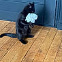 animal, black_cat, blue_wall, blur, cat, crumpled_paper, curiosity, domestic_animal, feline, flooring, fur, home, house, indoor, motion_blur, paw, pet, playing, tail, wooden_floor