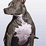 Kora is registered to the contest to win money with this photo: dog, sitting, gray_coat, white_chest, white_paws, alert, ears_up, pet, animal, canine, domestic_animal, looking_away, studio_background, portrait, side_view, four_legs, short_hair, companionship, friendly, calm