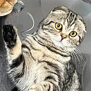 Lilibet is registered to the contest to win money with this photo: animal, cat, closeup, curious, cute, feline, fur, house_pet, indoor, mammal, paw, pet, playful, portrait, raised_paw, scottish_fold, striped, tabby, whiskers, yellow_eyes