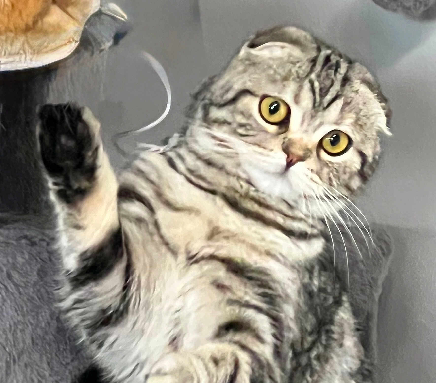 Lilibet is registered to the contest to win money with this photo: animal, cat, closeup, curious, cute, feline, fur, house_pet, indoor, mammal, paw, pet, playful, portrait, raised_paw, scottish_fold, striped, tabby, whiskers, yellow_eyes