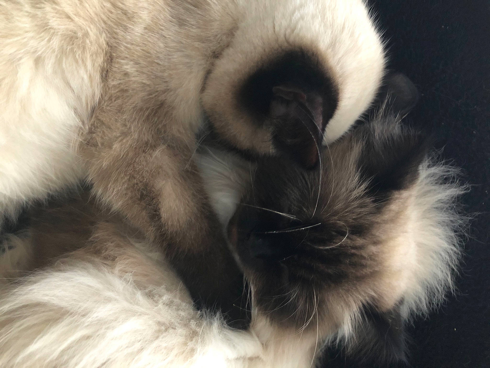 Patchouli a rejoint le concours — aidez-le/la à gagner de superbes lots ! carnivore, cat, claw, close_up, comfort, companion_dog, dog_breed, fawn, felidae, fur, nap, paw, ragdoll, small_to_medium_sized_cats, snout, sporting_group, tail, terrestrial_animal, whiskers, wildlife