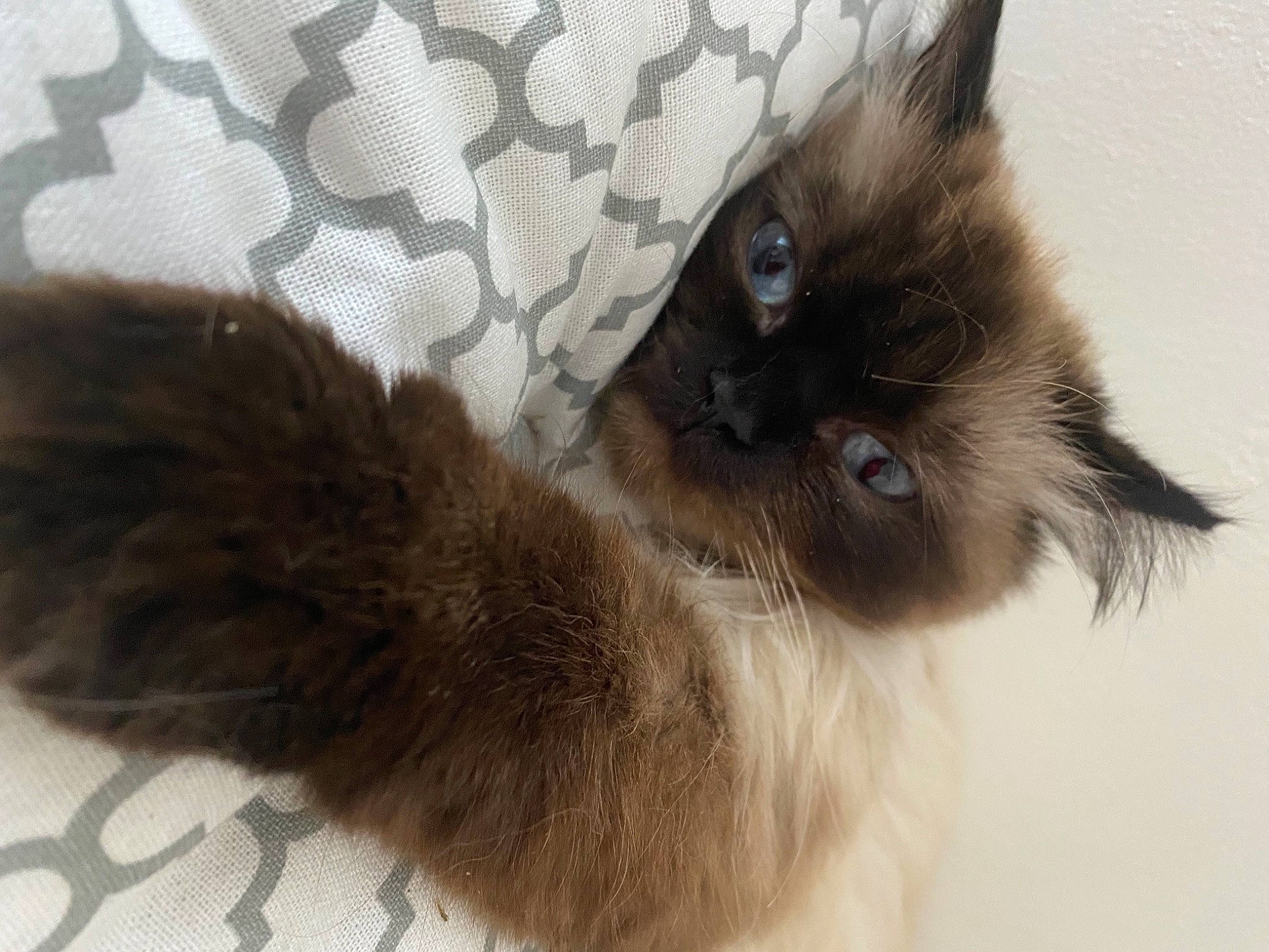 Patchouli a rejoint le concours — aidez-le/la à gagner de superbes lots ! balinese, birman, carnivore, cat, claw, fawn, felidae, fur, liver, siamese, small_to_medium_sized_cats, snout, tail, thai, whiskers