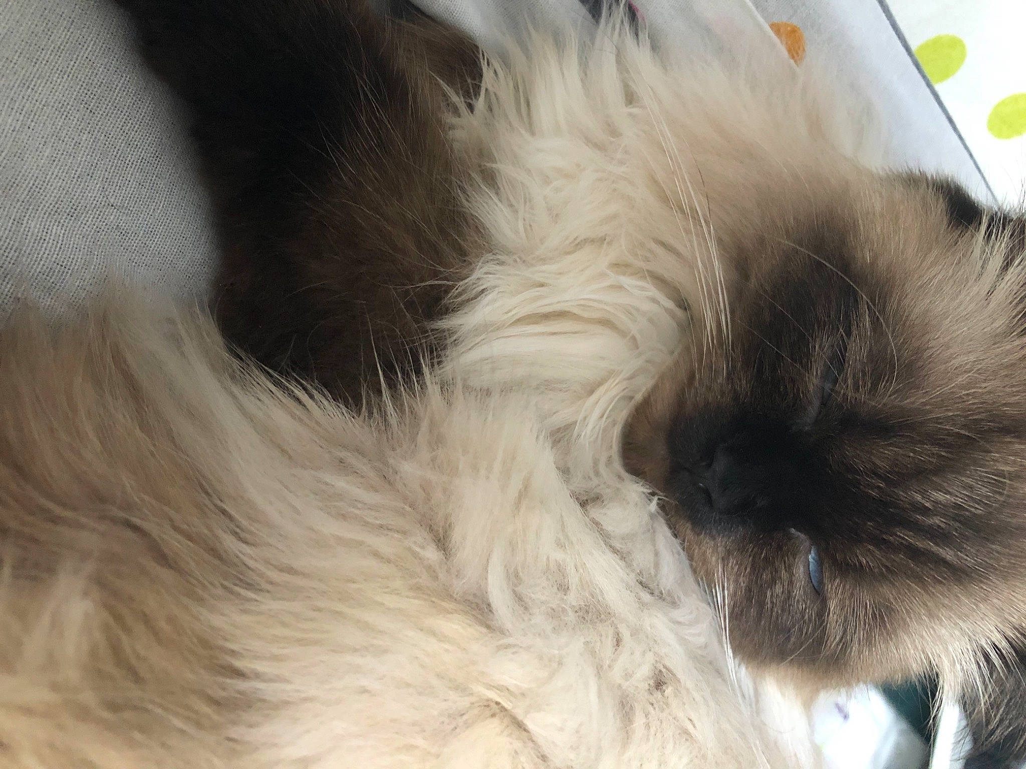 Patchouli a rejoint le concours — aidez-le/la à gagner de superbes lots ! balinese, canidae, carnivore, comfort, companion_dog, dog, dog_breed, fawn, felidae, fur, liver, paw, small_to_medium_sized_cats, snout, sporting_group, tail, terrestrial_animal, toy_dog, whiskers, working_animal