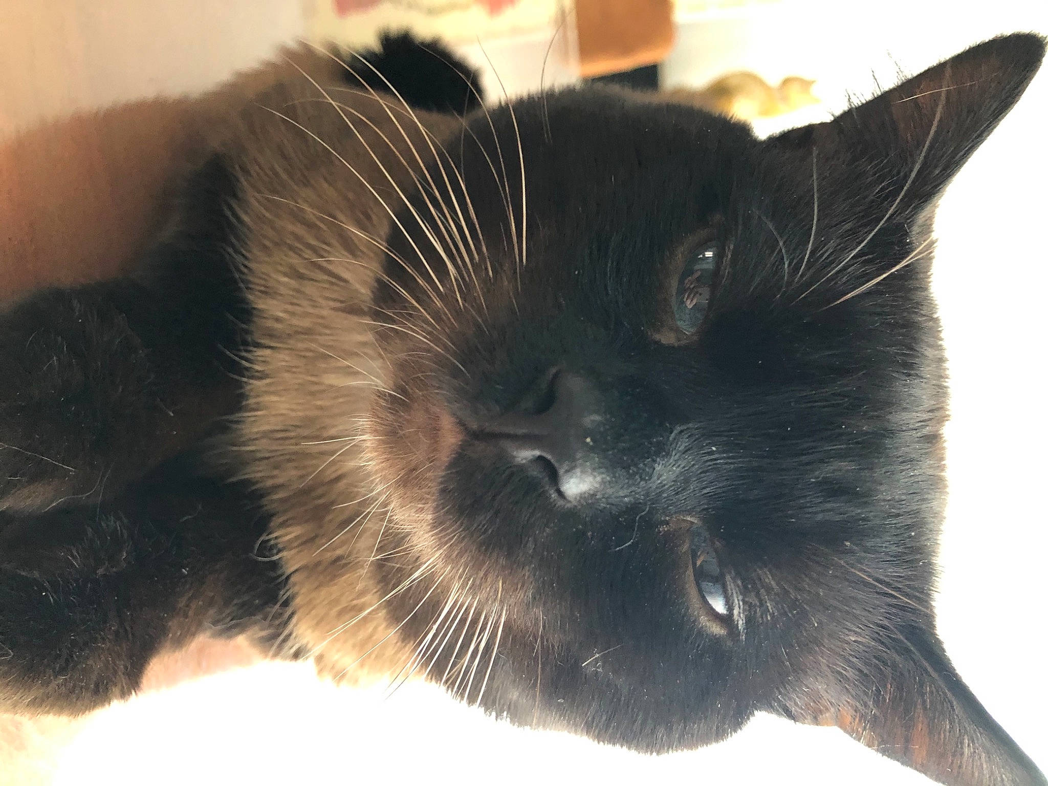 Coca-cola a rejoint le concours — aidez-le/la à gagner de superbes lots ! black_cat, carnivore, cat, claw, comfort, domestic_short_haired_cat, ear, felidae, fur, paw, small_to_medium_sized_cats, snout, tail, terrestrial_animal, whiskers