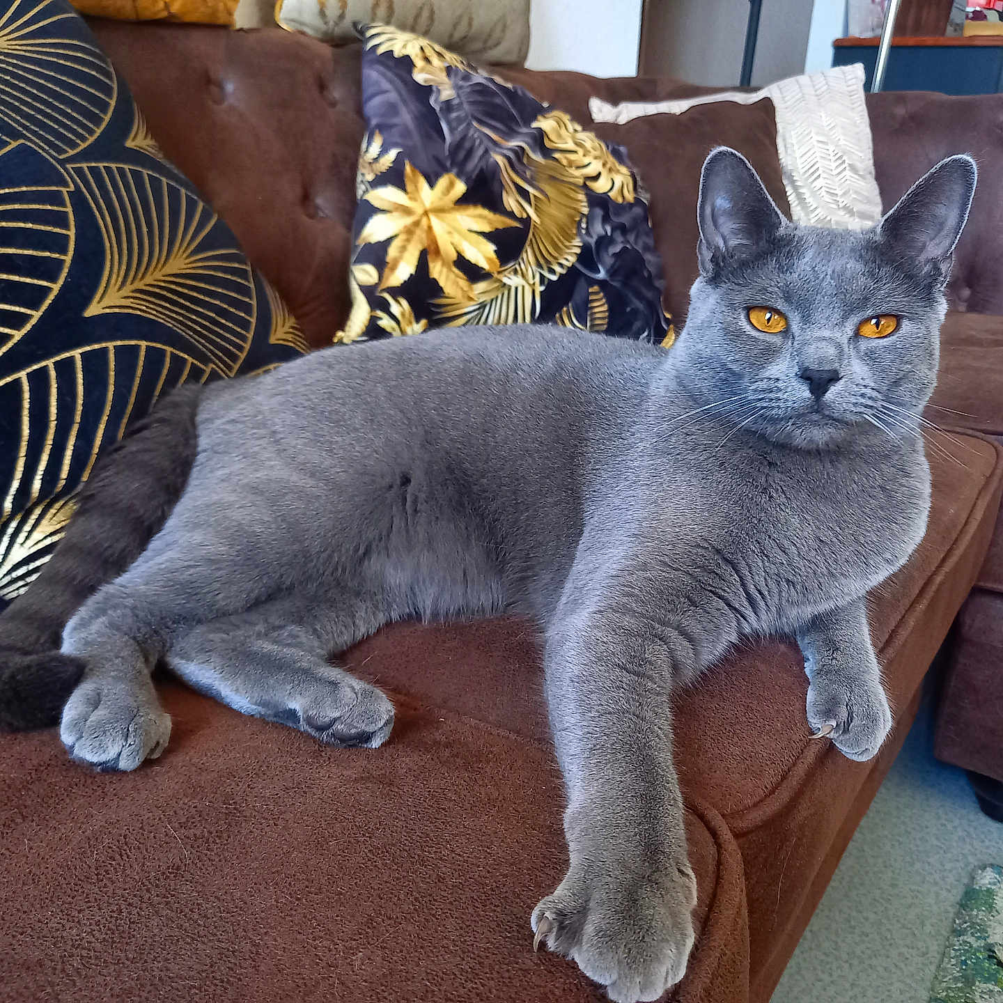 Sauron participe au concours pour gagner de l'argent avec cette photo : abyssinian, animal, architecture, armchair, building, cat, chair, couch, cushion, furniture, hardwood, homedecor, indoors, interiordesign, linen, livingroom, manx, pet, room, wood