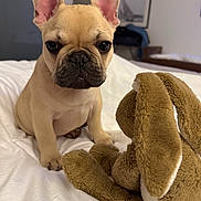 Marley participe au concours pour gagner de l'argent avec cette photo : french_bulldog, puppy, dog, stuffed_animal, bed, white_bedspread, indoor, pet, toy, floppy_ears, cute, small_dog, animal, closeup, soft_toy, brown_toy, pet_bedroom, adorable, young_dog, companion