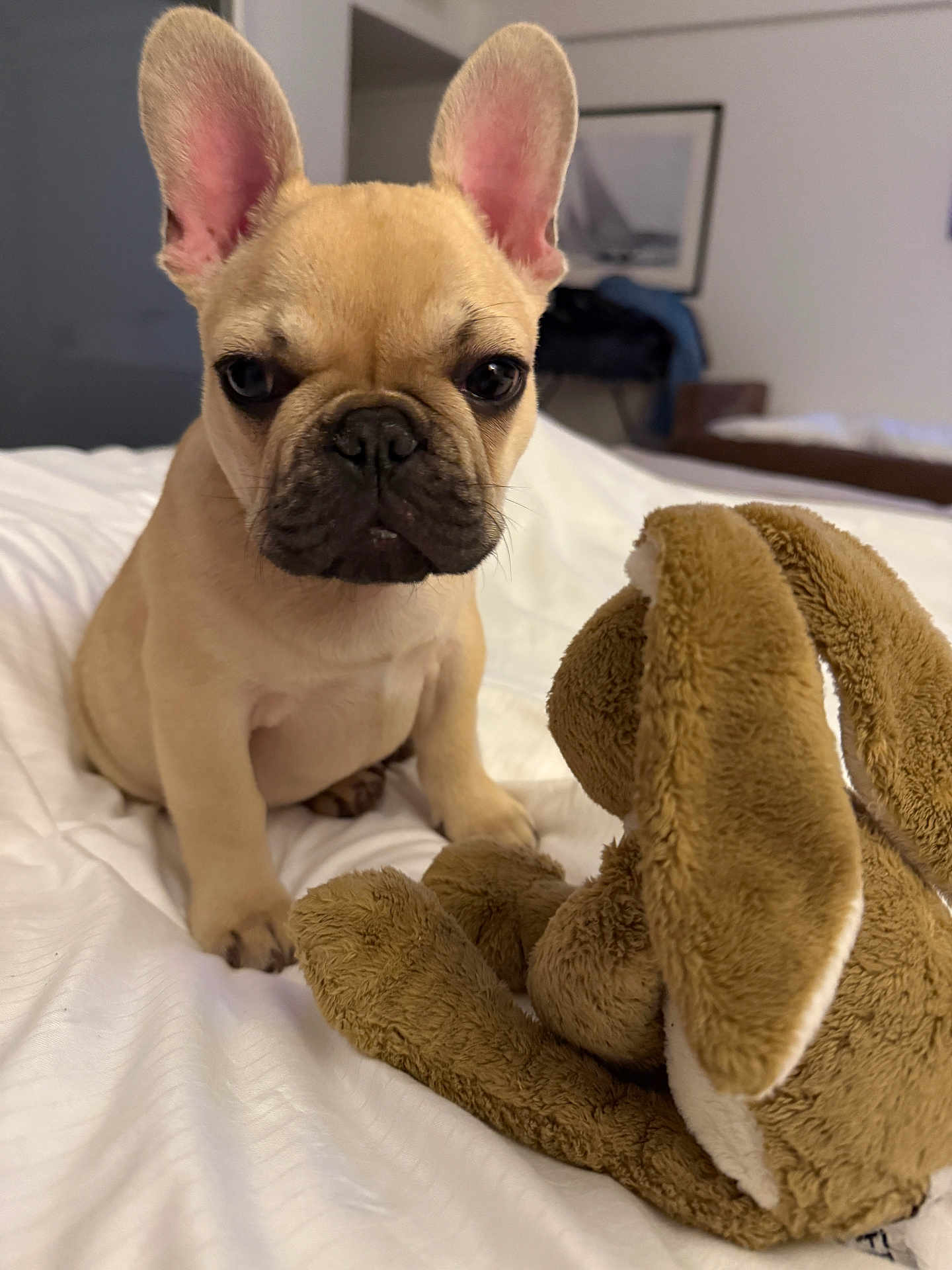 Marley participe au concours pour gagner de l'argent avec cette photo : french_bulldog, puppy, dog, stuffed_animal, bed, white_bedspread, indoor, pet, toy, floppy_ears, cute, small_dog, animal, closeup, soft_toy, brown_toy, pet_bedroom, adorable, young_dog, companion