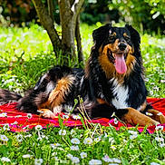 Toby a rejoint le concours — aidez-le/la à gagner de superbes lots ! dog, animal, outdoor, grass, flower, daisy, blanket, tree, sunlight, nature, panting, pet, relaxed, lying_down, black, brown, long_fur, happy, tongue_out, garden