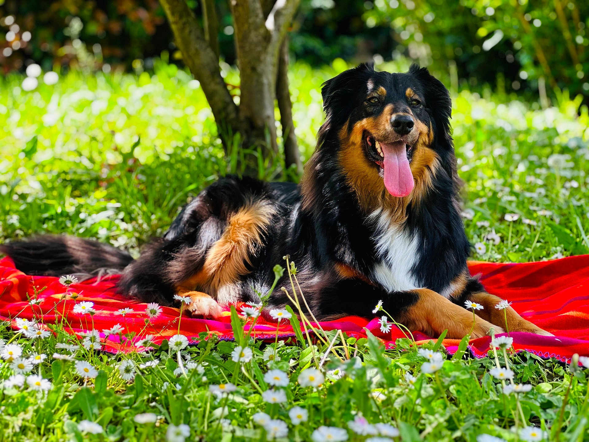 Toby a rejoint le concours — aidez-le/la à gagner de superbes lots ! dog, animal, outdoor, grass, flower, daisy, blanket, tree, sunlight, nature, panting, pet, relaxed, lying_down, black, brown, long_fur, happy, tongue_out, garden