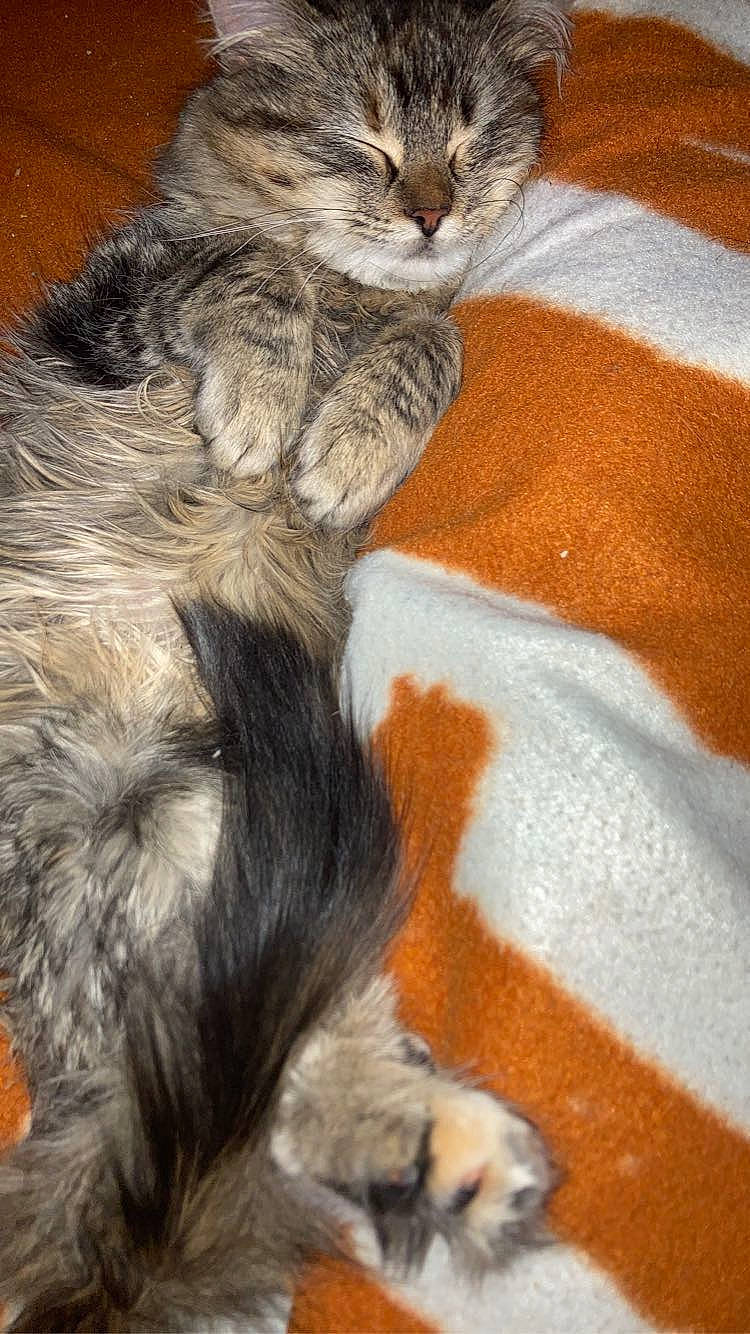 Abbey is registered to the contest to win money with this photo: carnivore, cat, claw, comfort, domestic_short_haired_cat, fawn, felidae, fur, paw, photography, small_to_medium_sized_cats, snout, tail, terrestrial_animal, whiskers, wildlife