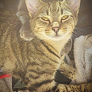 Milo joined the competition — help win amazing prizes! abyssinian, animal, cat, egyptiancat, kitten, manx, pet