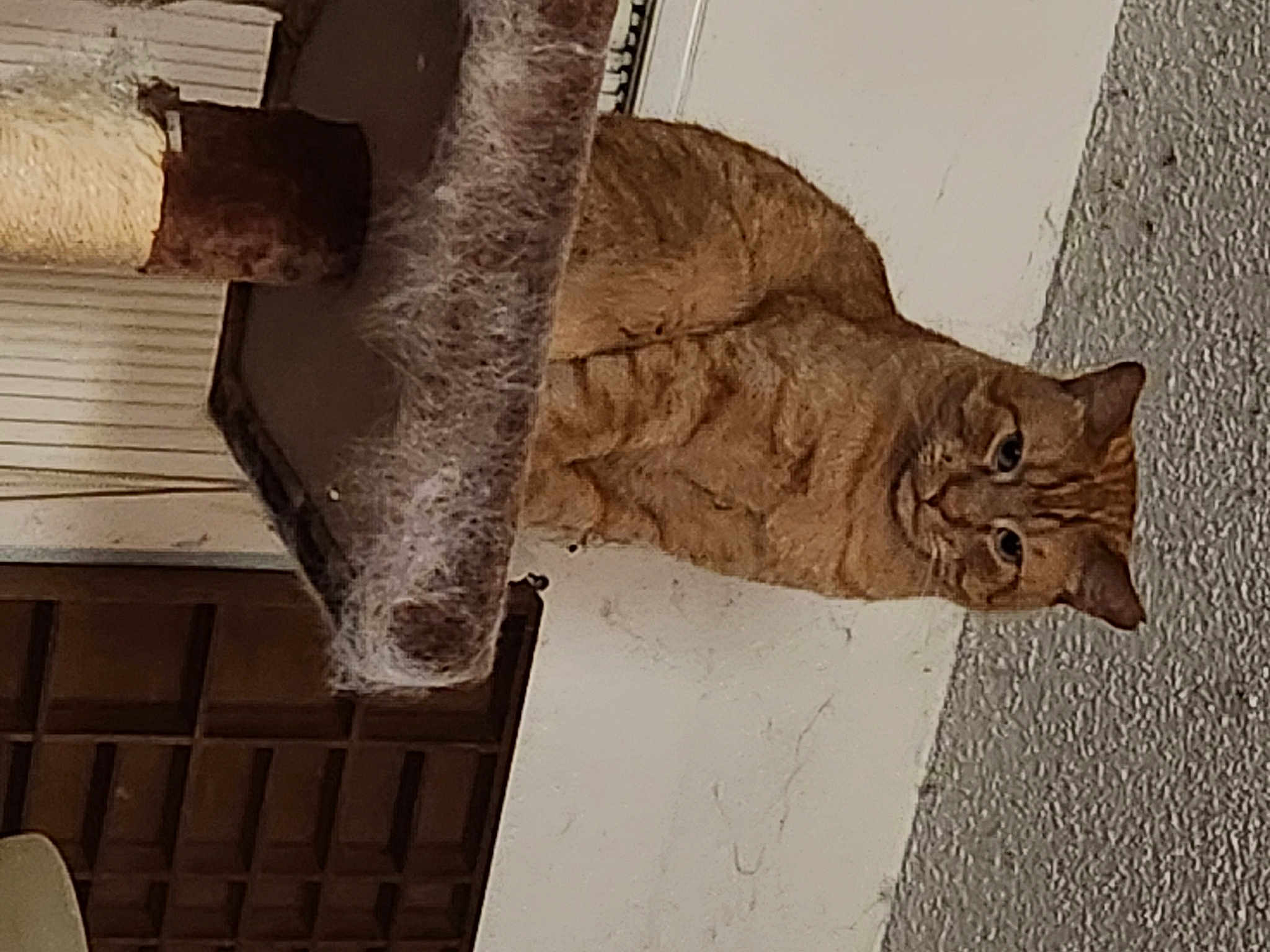 Meatloaf