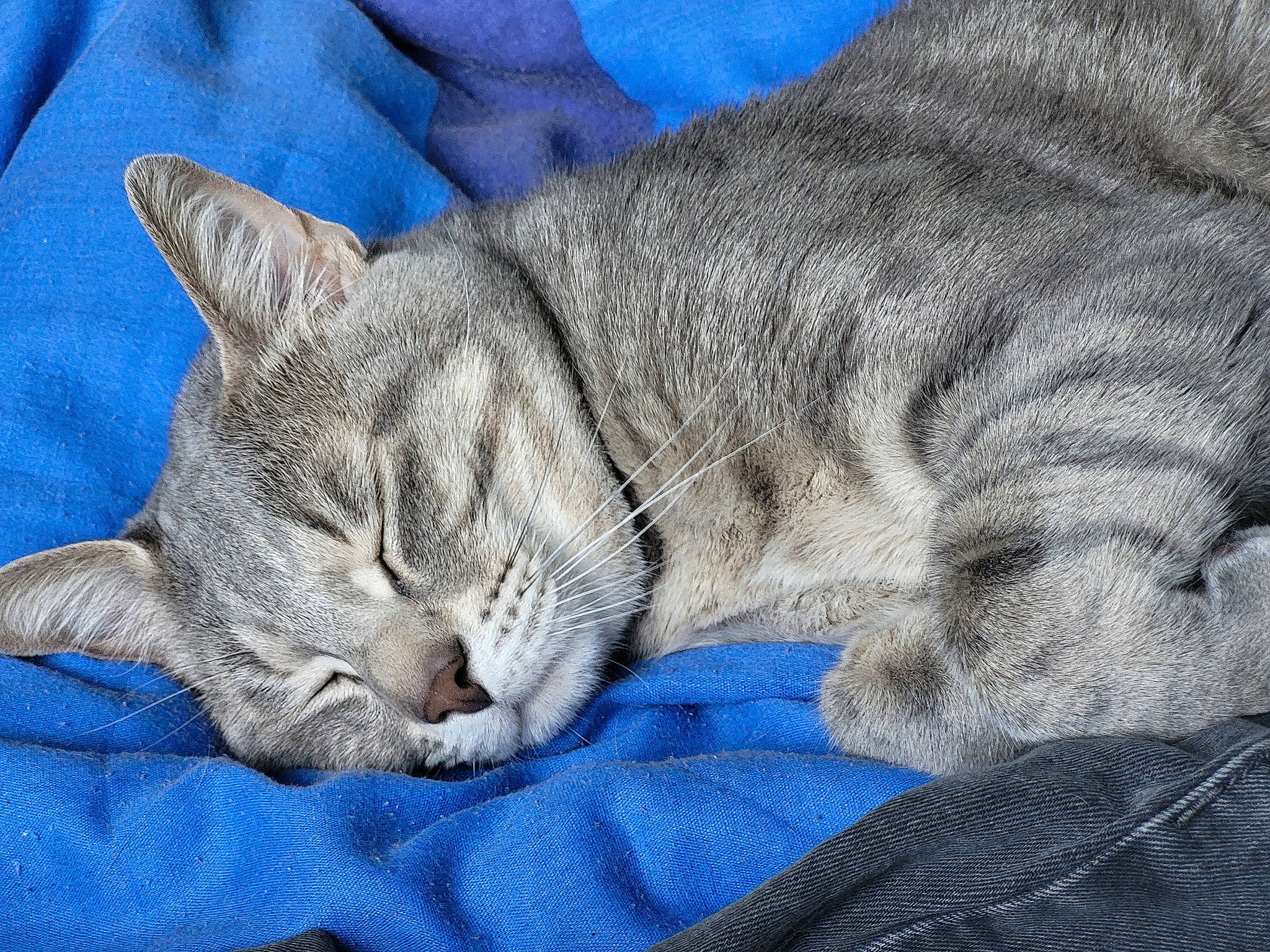 Balou a rejoint le concours — aidez-le/la à gagner de superbes lots ! carnivore, cat, claw, comfort, domestic_short_haired_cat, electric_blue, felidae, fur, gesture, grey, linens, nap, paw, sitting, sleep, small_to_medium_sized_cats, snout, tail, whiskers