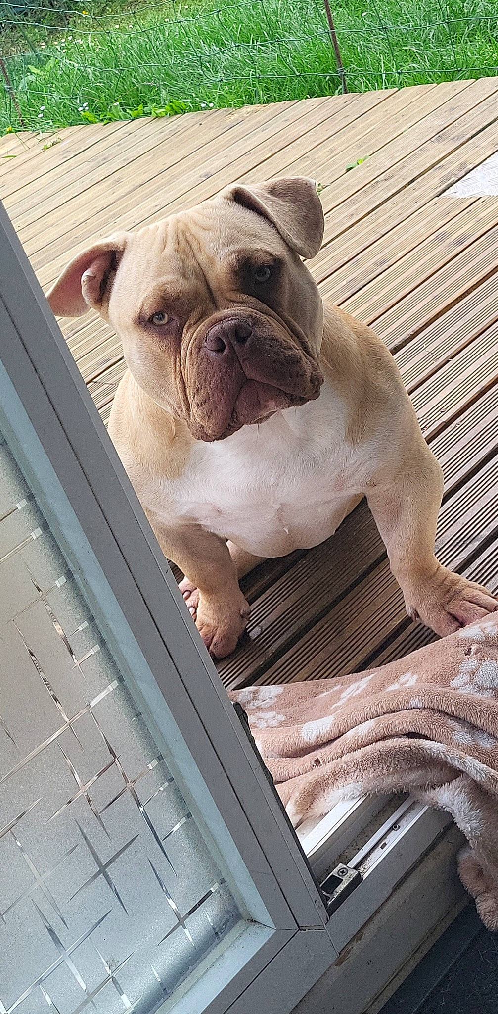 Diesel participe au concours pour gagner de l'argent avec cette photo : bulldog, carnivore, comfort, companion_dog, dog, dog_breed, fawn, flooring, laptop, metal, non_sporting_group, pet_supply, snout, sporting_group, terrestrial_animal, toy_dog, white_english_bulldog, wood, working_animal, wrinkle