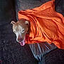 dog, blanket, orange_blanket, couch, pet, tongue_out, relaxed, cozy, indoors, brown_dog, furniture, resting, canine, home, comfort, wrapped, animal, domestic, snug, happy