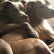 Reese is registered to the contest to win money with this photo: dog, cuddle, brown_dog, indoor, pets, canine, resting, cozy, companion, affection, closeup, animal, friendship, relaxation, comfort, fur, paw, window_light, sofa, pair