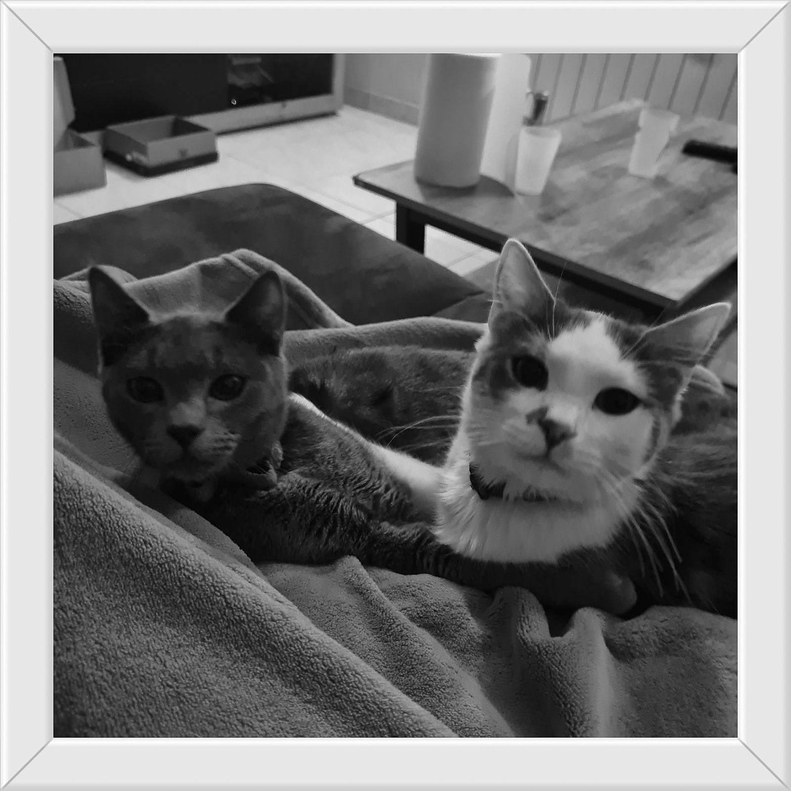 Scooby a rejoint le concours — aidez-le/la à gagner de superbes lots ! black, black_and_white, carnivore, cat, comfort, felidae, grey, line, mammal, monochrome, monochrome_photography, photograph, rectangle, small_to_medium_sized_cats, snapshot, snout, style, tail, vertebrate, whiskers