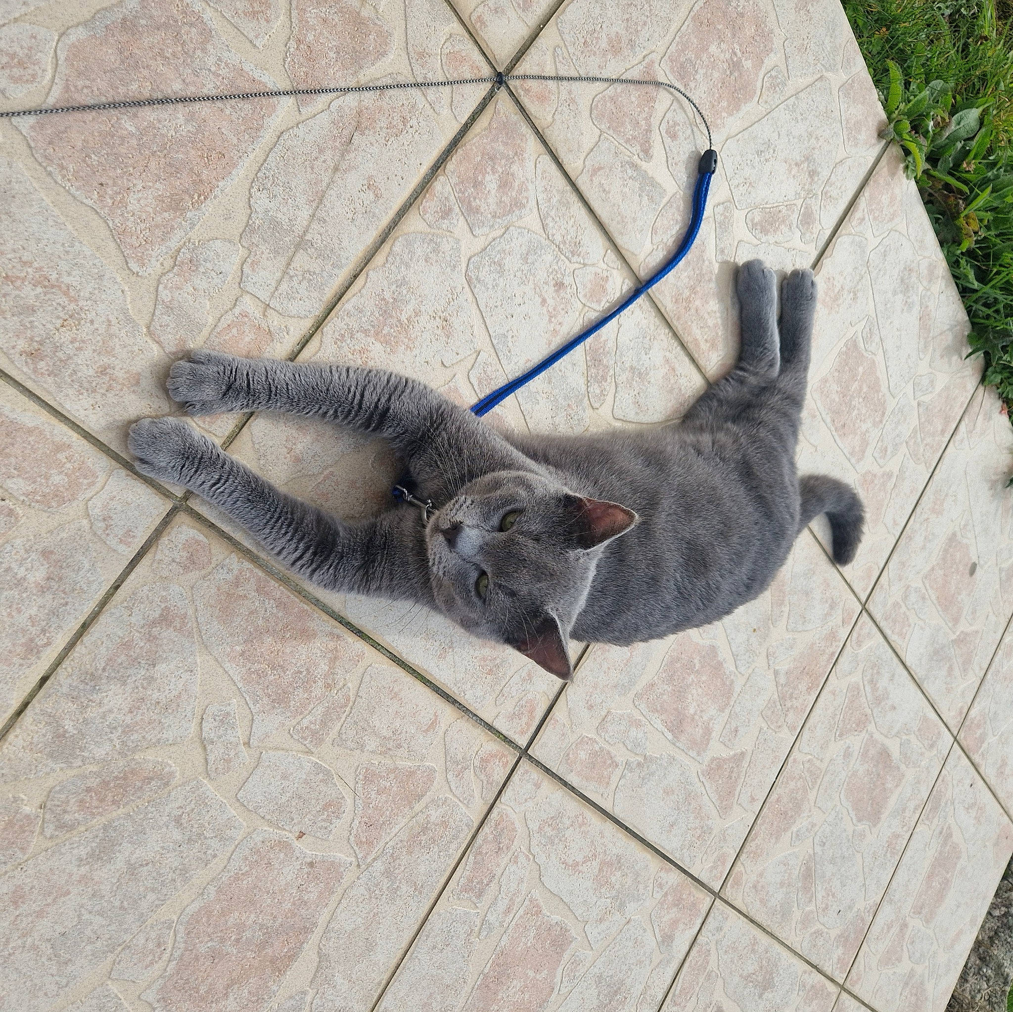 Scooby participe au concours pour gagner de l'argent avec cette photo : art, carnivore, chain_link_fencing, domestic_short_haired_cat, fawn, felidae, floor, flooring, fur, grey, plant, sidewalk, small_to_medium_sized_cats, snout, sporting_group, tail, terrestrial_animal, whiskers, wire, wood