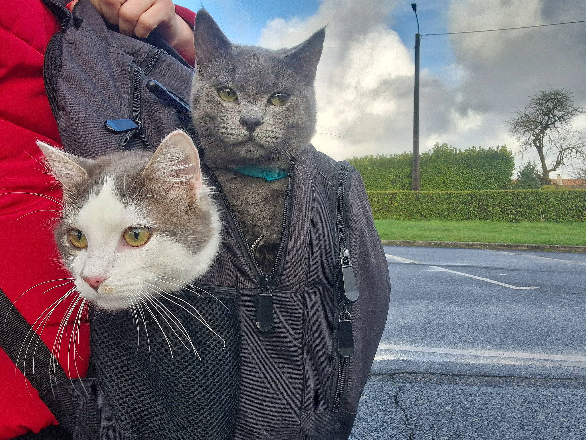 Scooby participe au concours pour gagner de l'argent avec cette photo : asphalt, carnivore, cat, cloud, domestic_short_haired_cat, fawn, felidae, fur, gesture, grass, plant, road_surface, sitting, sky, small_to_medium_sized_cats, snout, tail, tar, tree, whiskers