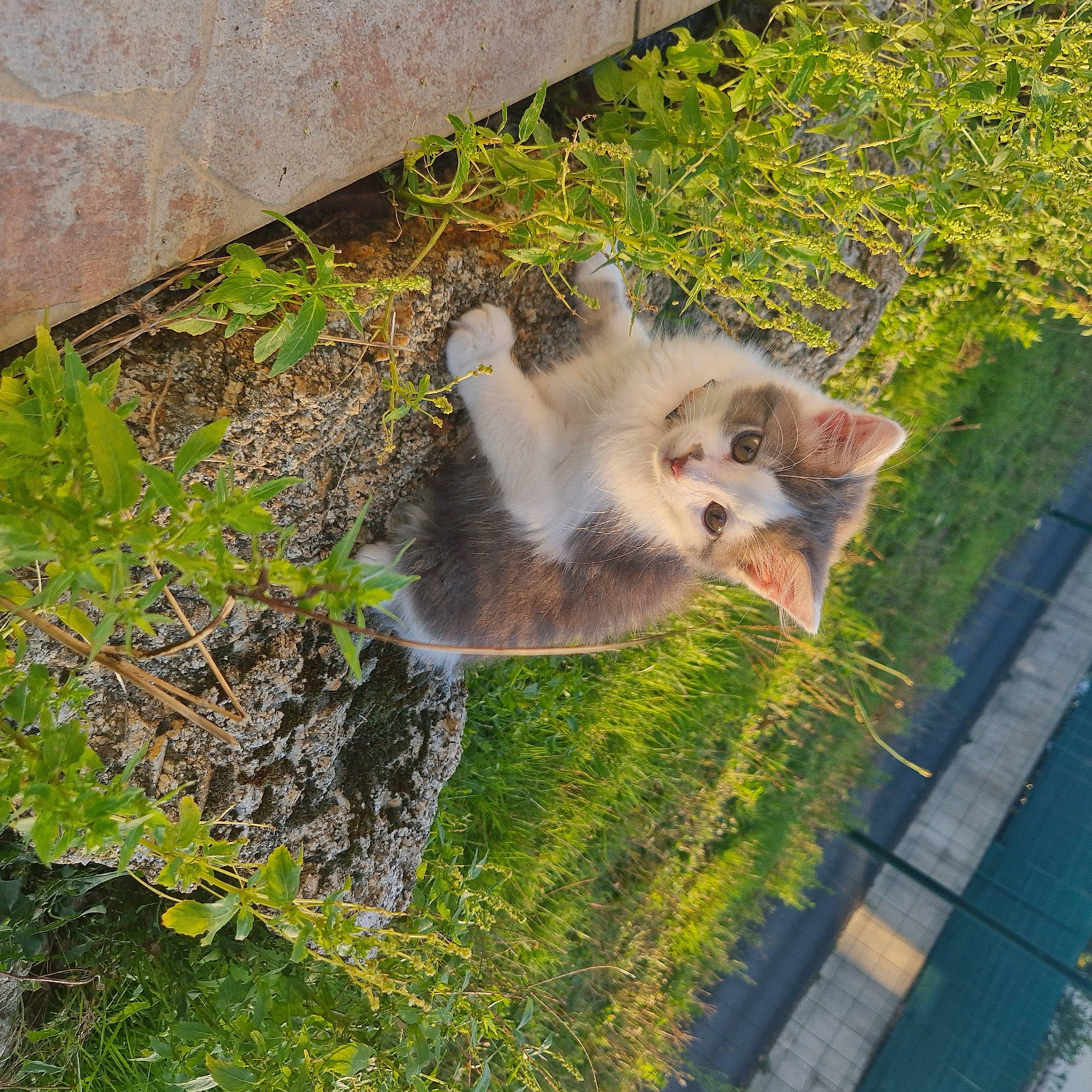 Balou participe au concours pour gagner de l'argent avec cette photo : canidae, carnivore, cat, dog_breed, domestic_short_haired_cat, fawn, felidae, fox_squirrel, fur, grass, grey_squirrel, groundcover, plant, small_to_medium_sized_cats, sporting_group, tail, tree, whiskers, wildlife, wood