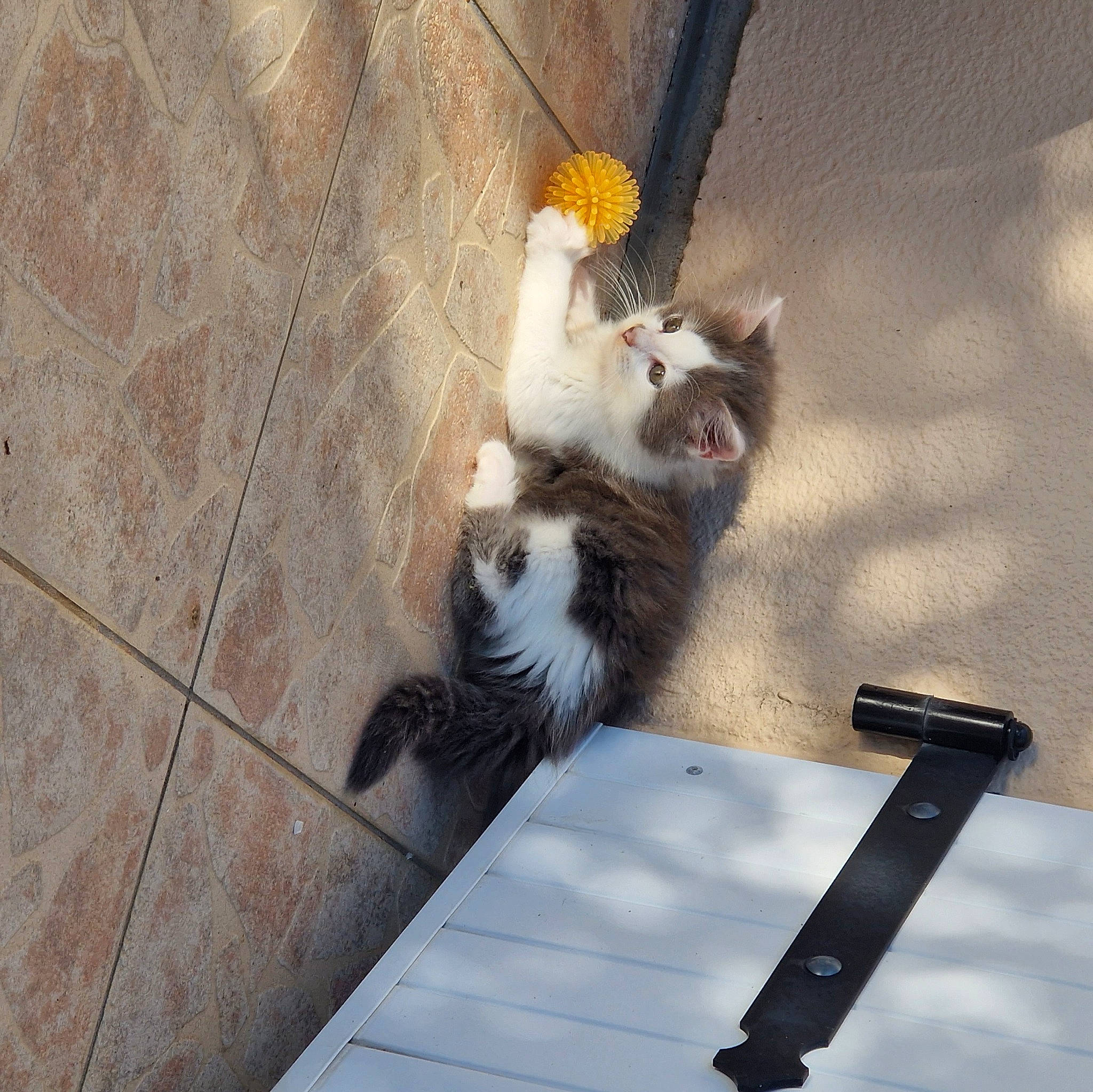 Balou participe au concours pour gagner de l'argent avec cette photo : asphalt, canidae, carnivore, cat, companion_dog, domestic_short_haired_cat, felidae, flooring, fur, metal, outdoor_furniture, paw, road_surface, shadow, sidewalk, small_to_medium_sized_cats, sporting_group, tail, whiskers, wood