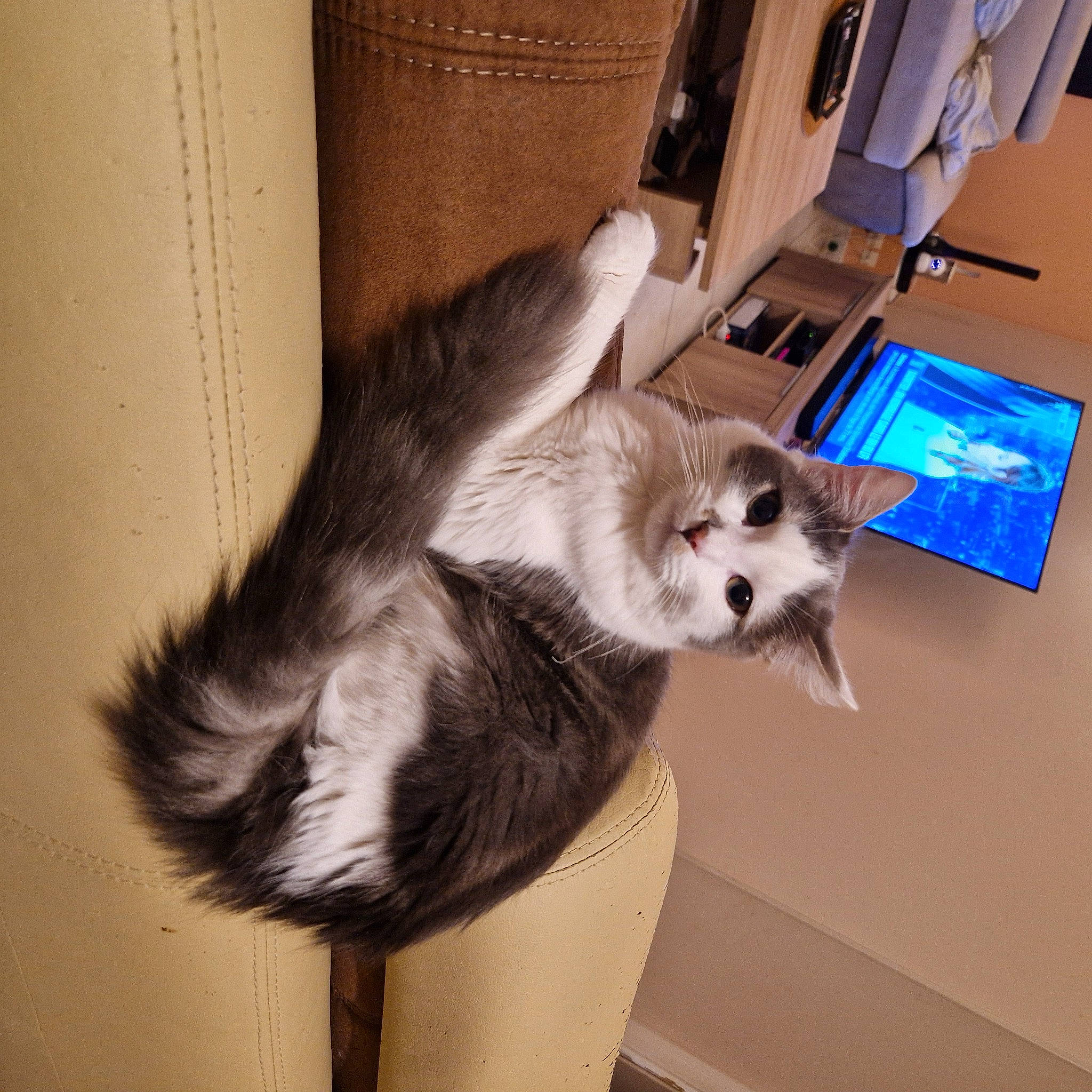 Balou participe au concours pour gagner de l'argent avec cette photo : box, canidae, carnivore, cat, claw, comfort, companion_dog, dog_breed, domestic_short_haired_cat, fawn, felidae, flooring, foot, fur, hardwood, paw, small_to_medium_sized_cats, snout, tail, whiskers