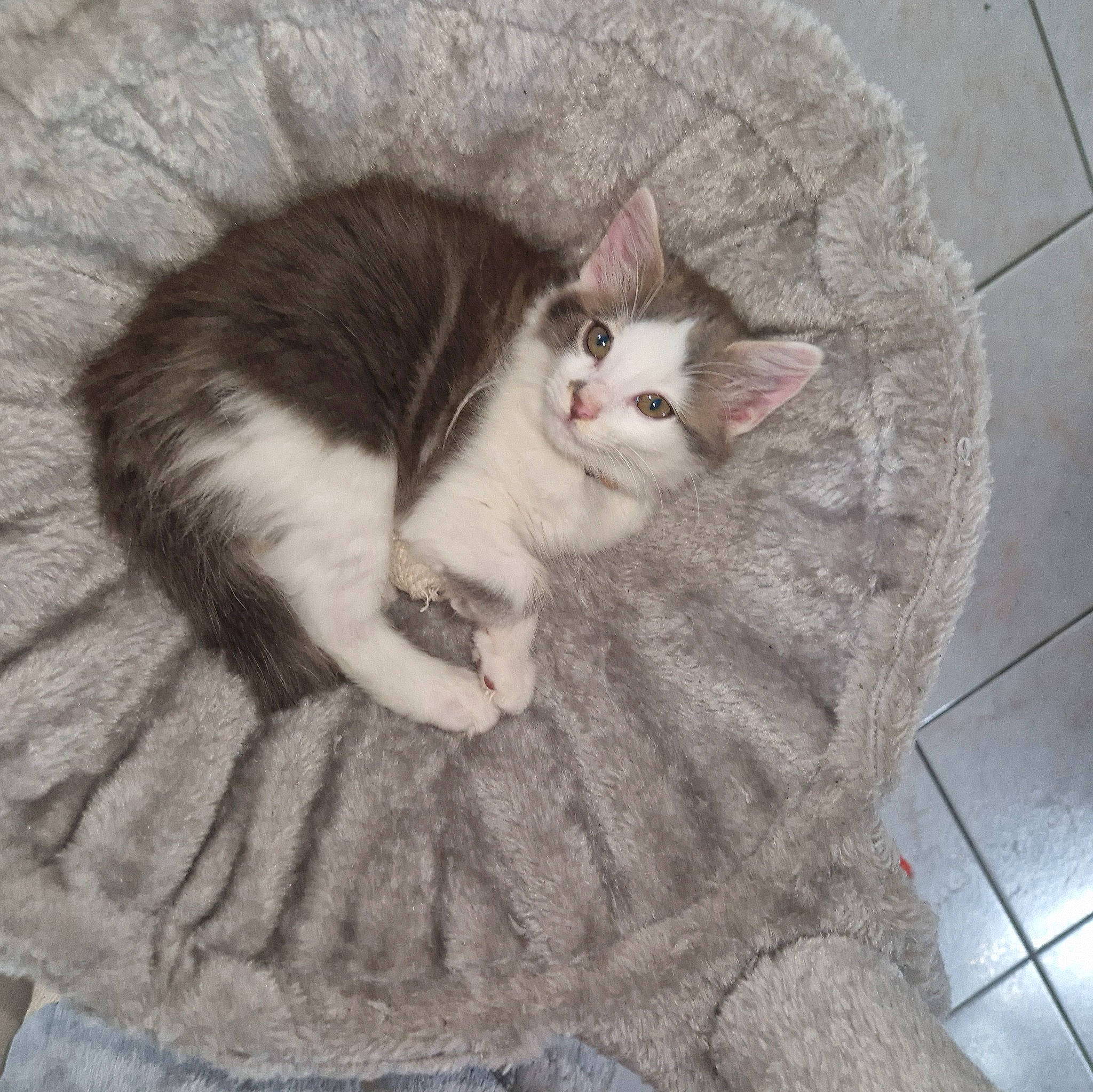 Balou a rejoint le concours — aidez-le/la à gagner de superbes lots ! carnivore, cat, claw, comfort, domestic_short_haired_cat, eye, fawn, felidae, fur, grey, paw, sitting, small_to_medium_sized_cats, snout, tail, tile_flooring, whiskers, wood