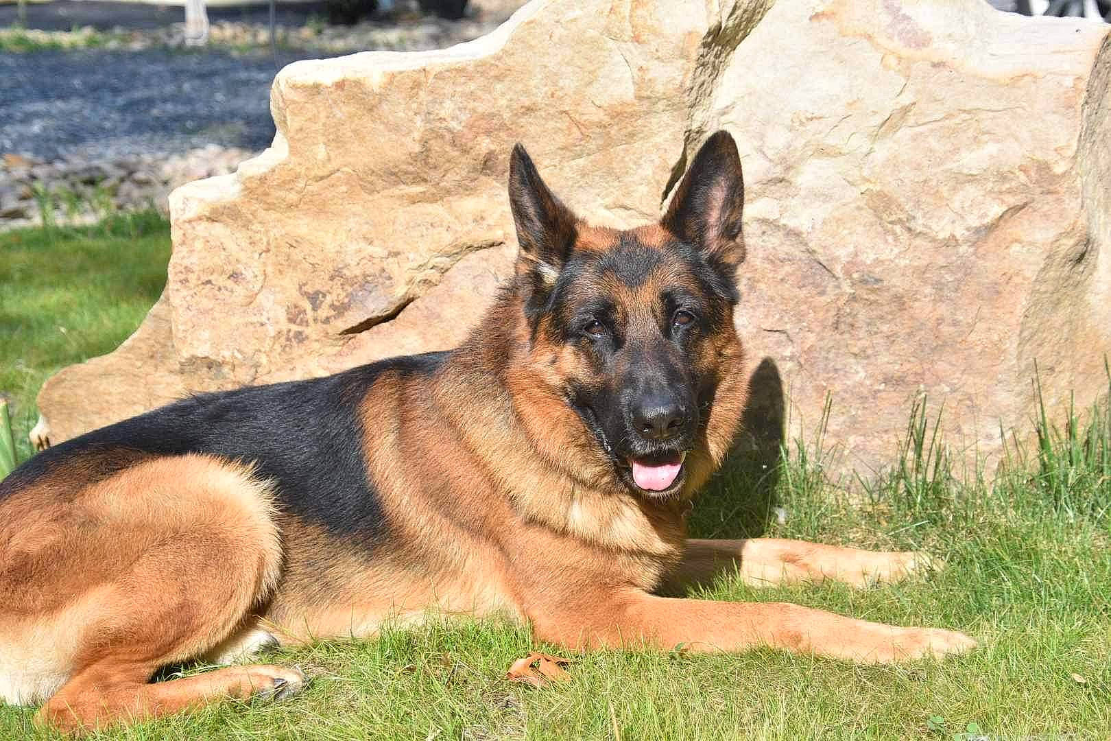 Atlas joined the competition — help win amazing prizes! balance, belgian_shepherd_malinois, biting, canidae, carnivore, dog, dog_breed, east_european_shepherd, fawn, german_shepherd_dog, grass, herding_dog, king_shepherd, old_german_shepherd_dog, plant, snout, sporting_group, terrestrial_animal, working_animal, working_dog