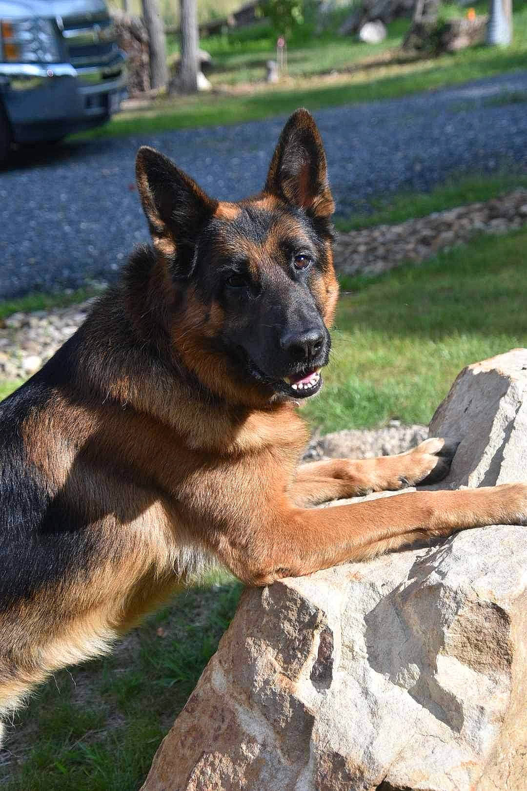 Atlas is registered to the contest to win money with this photo: automotive_parking_light, canidae, carnivore, collar, dog, dog_breed, east_european_shepherd, fawn, german_shepherd_dog, grass, herding_dog, king_shepherd, plant, snout, sporting_group, tire, vehicle, wheel, working_animal, working_dog