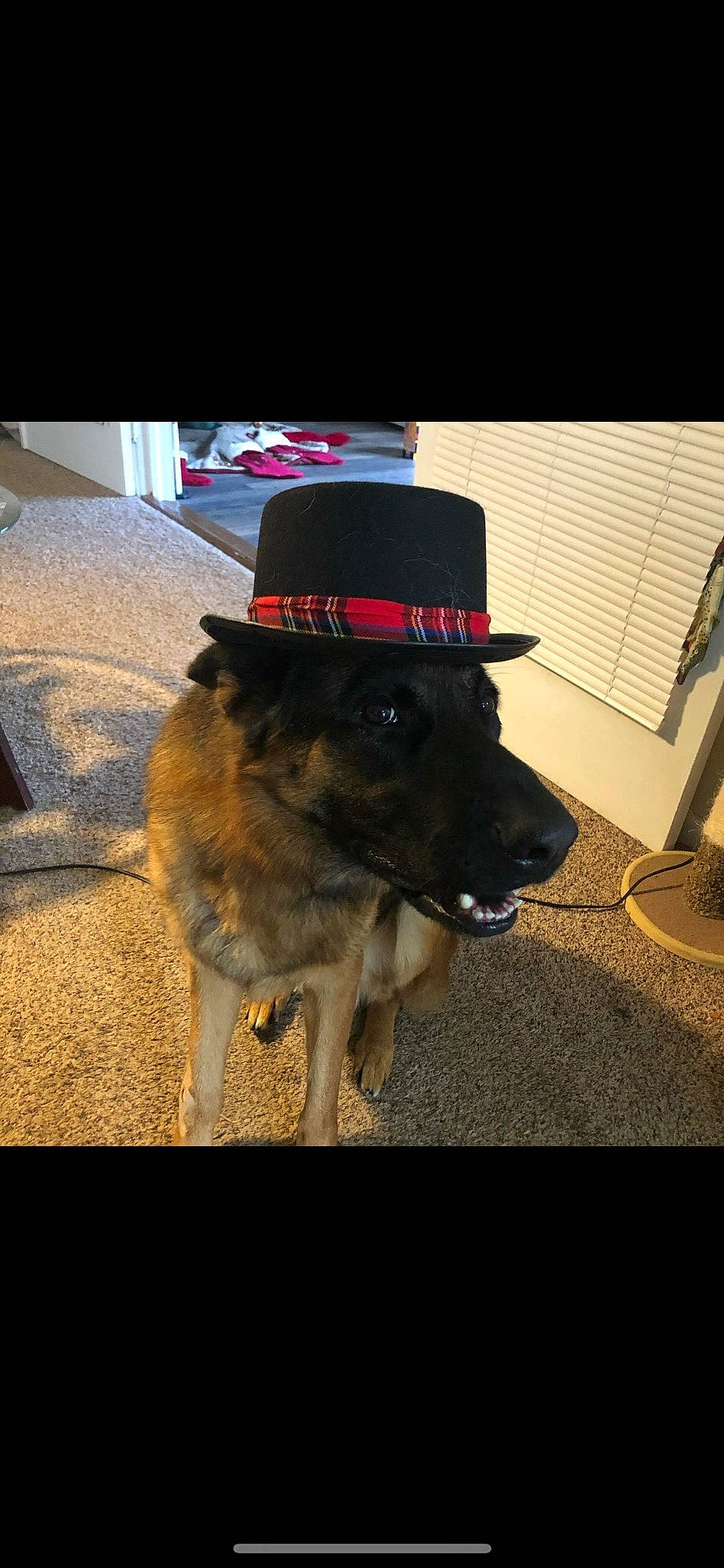 Atlas is registered to the contest to win money with this photo: canidae, cap, carnivore, collar, companion_dog, costume_hat, dog, dog_breed, dog_collar, fashion_accessory, fedora, fur, hat, leash, pet_supply, snout, sporting_group, sun_hat, tints_and_shades, working_animal