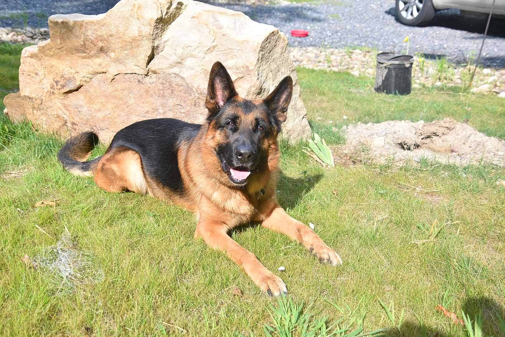 Atlas is registered to the contest to win money with this photo: automotive_tire, canidae, carnivore, dog, dog_breed, east_european_shepherd, fawn, german_shepherd_dog, grass, guard_dog, herding_dog, king_shepherd, old_german_shepherd_dog, plant, rock, snout, sporting_group, tire, wheel, working_dog