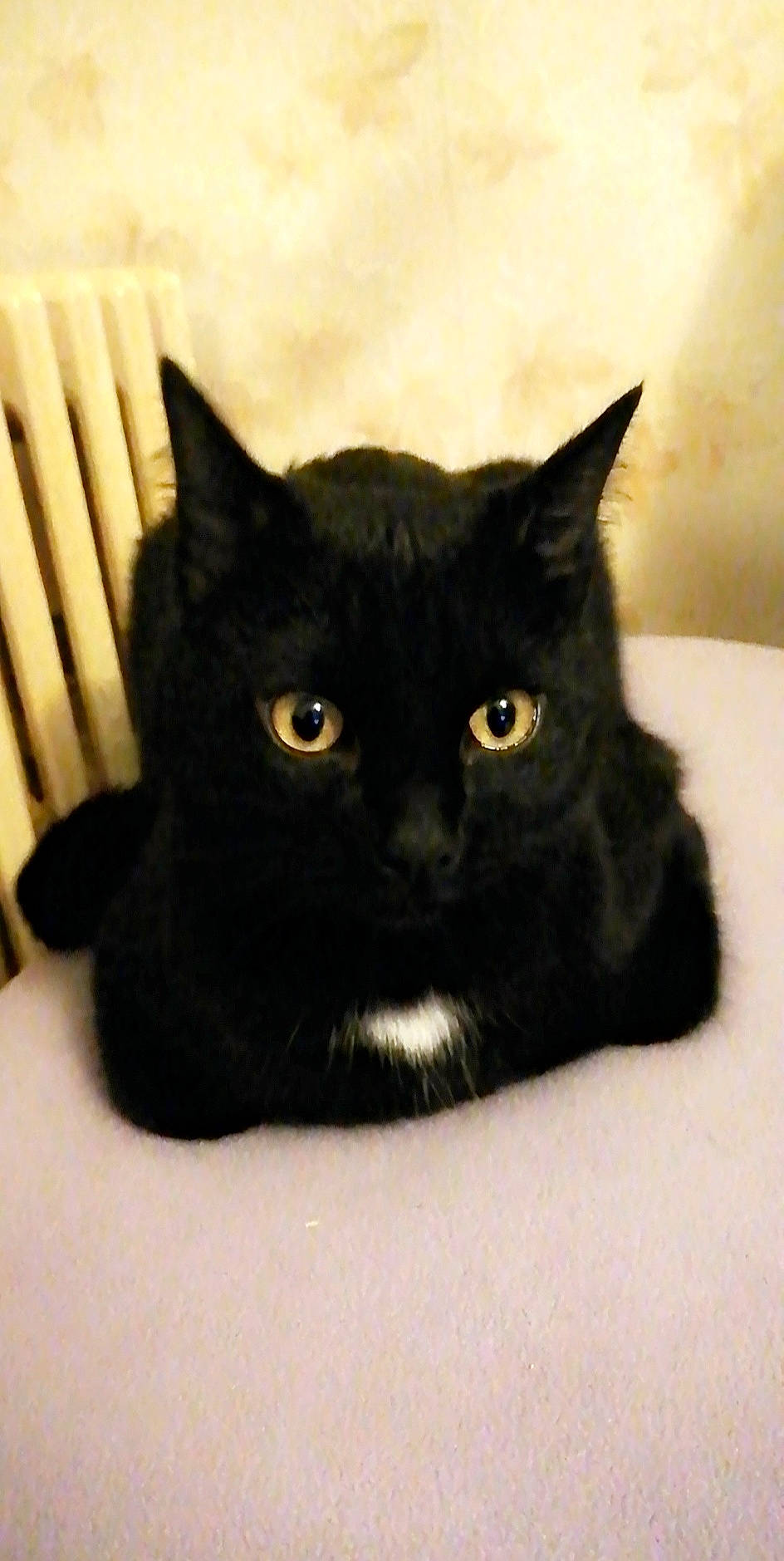 Krokmou a rejoint le concours — aidez-le/la à gagner de superbes lots ! asian, black, black_cat, bombay, carnivore, cat, domestic_short_haired_cat, felidae, mammal, small_to_medium_sized_cats, snout, whiskers