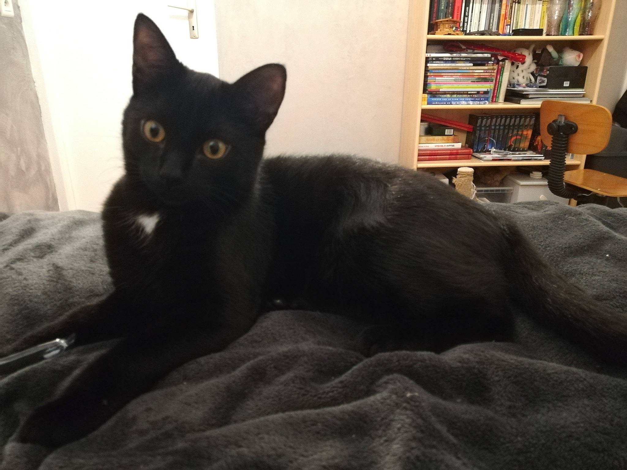 Krokmou a rejoint le concours — aidez-le/la à gagner de superbes lots ! asian, black, black_cat, bombay, british_shorthair, carnivore, cat, chartreux, domestic_short_haired_cat, felidae, kitten, korat, mammal, nebelung, russian_blue, small_to_medium_sized_cats, vertebrate, whiskers