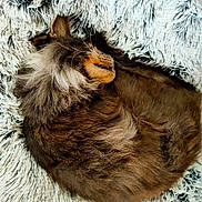 Jazz a rejoint le concours — aidez-le/la à gagner de superbes lots ! cat, fluffy, sleeping, brown, fur, pet, cozy, blanket, resting, animal, cute, soft, relaxing, domestic, feline, whiskers, ears, closeup, curled, indoor