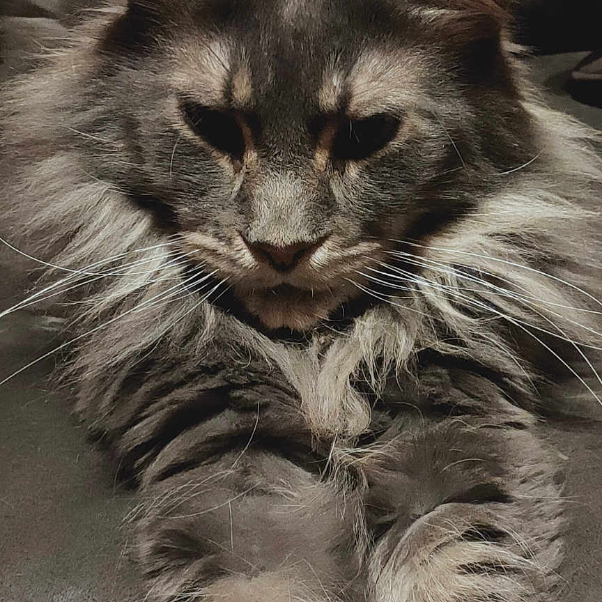 Jazz participe au concours pour gagner de l'argent avec cette photo : animal, cat, close_up, cute, domestic_cat, ears, face, feline, fluffy, fur, indoor, long_hair, mammal, paws, pet, portrait, relaxed, resting, tabby, whiskers