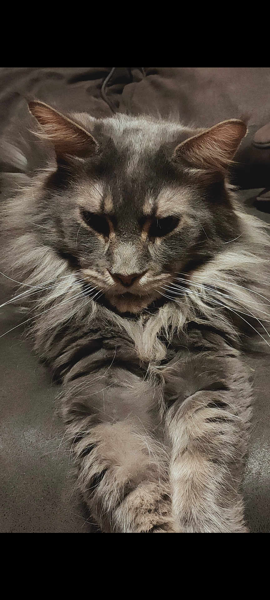 Jazz participe au concours pour gagner de l'argent avec cette photo : cat, long_hair, fluffy, pet, animal, whiskers, ears, face, fur, close_up, relaxed, indoor, cute, mammal, portrait, feline, resting, tabby, paws, domestic_cat