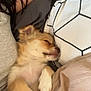 animal, bed, blanket, closeup, comfort, cozy, cute, dog, fabric, fur, hair, human, indoor, paw, pet, puppy, relax, rest, sleeping, snuggle