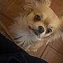 animal, beige, brown, canine, close_up, companion, curious, cute, dog, domestic_animal, ears, floor, fluffy, fur, indoor, looking_up, pet, portrait, small_dog, tile_floor