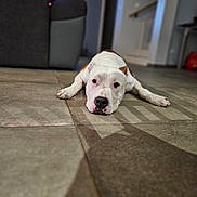 Sky participe au concours pour gagner de l'argent avec cette photo : dog, white_dog, brown_patch, lying_down, floor, tile_floor, indoor, pet, animal, canine, resting, looking_at_camera, front_legs, calm, home_interior, blurred_background, domestic, companion, cute, relaxed