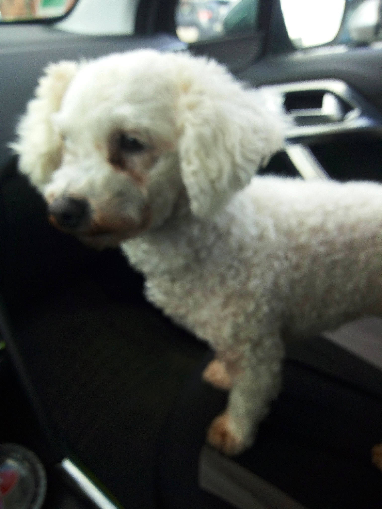 Lisa a rejoint le concours — aidez-le/la à gagner de superbes lots ! bichon, bichon_frise, canidae, carnivore, companion_dog, dog, dog_breed, goldendoodle, maltepoo, maltese, mammal, miniature_poodle, non_sporting_group, poodle, poodle_crossbreed, puppy, sporting_group, toy_dog, toy_poodle, vertebrate