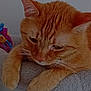 Filou a rejoint le concours — aidez-le/la à gagner de superbes lots ! cat, ginger_cat, pet, feline, close_up, indoor, resting, paws, fur, whiskers, cat_perch, toy, colorful, soft, cozy, animal, domestic, cute, relaxed, portrait