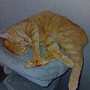 Filou participe au concours pour gagner de l'argent avec cette photo : cat, ginger_cat, sleeping, pet, indoor, feline, cozy, resting, fur, paw, whiskers, cat_tree, soft, cute, animal, domestic, relaxation, fluffy, nap, comfortable