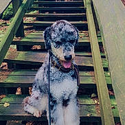 Garnyt joined the competition — help win amazing prizes! animal, brown, canine, curly_fur, daylight, dog, forest, green, happy, leash, moss, nature, outdoor, pet, rustic, sitting, stairs, tongue_out, tree, wood