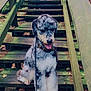 animal, brown, canine, curly_fur, daylight, dog, forest, green, happy, leash, moss, nature, outdoor, pet, rustic, sitting, stairs, tongue_out, tree, wood